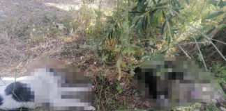 Φρίκη στην Αγριά Βόλου – Θανάτωσαν πέντε σκύλους
