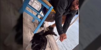 Συνελήφθη ο 30χρονος για την κακοποίηση της γάτας σε ψαροταβέρνα