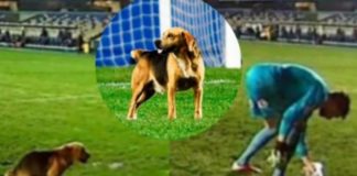 Σκύλος άφησε "δωράκι" στον τερματοφύλακα - Τον αναγνώρισε η οικογένεια που τον είχε χάσει (video)
