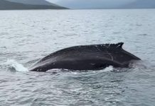 ΒΙΝΤΕΟ: Ψαράδες κατέγραψαν φάλαινα στον Παγασητικό Κόλπο