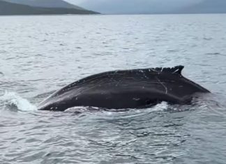 ΒΙΝΤΕΟ: Ψαράδες κατέγραψαν φάλαινα στον Παγασητικό Κόλπο